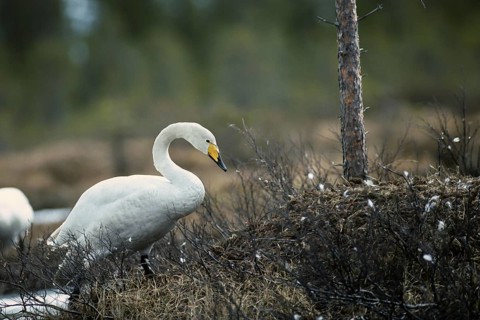 Whooper swan. Cygnus cygnus. Whooper swan climbing on the nest. Kuusamo area. Finland