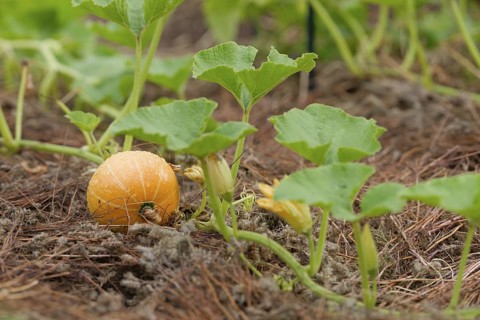 Young wet pumpkin in the field, germany. pumpkin, season, raw, gardening, plant, organic, natural,