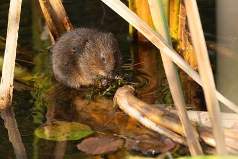 Water vole (Arvicola amphibius) adult rodent animal feeding on pondweed in a reedbed on a pond,