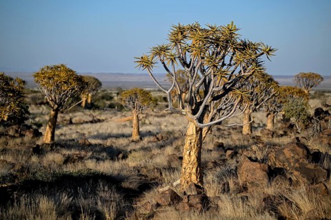 Quiver trees (Aloe dichotoma), quiver tree forest near Keetmanshoop, Karas Region, Namibia