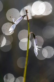 Water lobelia (Lobelia dortmanna), Emsland, Lower Saxony, Germany