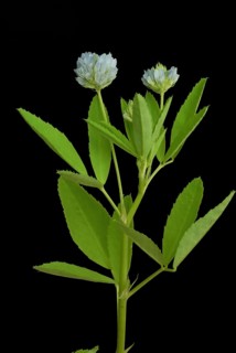 Flower of blue fenugreek, blue fenugreek, Trigonella caerulea, Meliotus coerulea, spice and