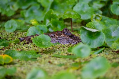 Northern spectacled caiman (Caiman crocodilus) lying in the water, head above water, among aquatic