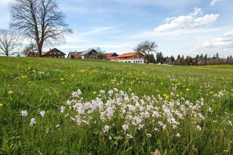 Blooming landscape with farmhouses, Ried, Oy-Mittelberg, Oberallgäu, Allgäu, Bavaria, Germany