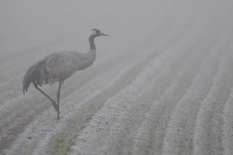 Common Crane (Grus grus) on field in fog, Lower Saxony, Germany