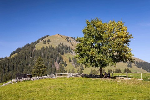Single tree, old wall made of quarry stones as the boundary of a pasture, in the background the