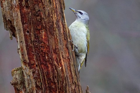Grey-headed Woodpecker (Picus canus) wbl Germany