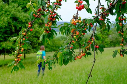 Franconian cherries, hiker between orchards, in the nature reserve Buchleite, Markt Berolzheim,