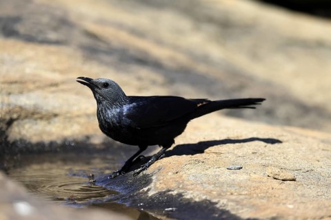 Red-winged Starling (Onychognathus morio), adult, at the water, female, drinking, Mountain Zebra