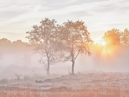 Trees in the early morning mist at sunrise, Eigenried raised bog, Zugerberg, Canton Zug,
