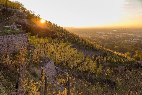 Sunrise in the autumnal vineyards of Radebeul with a view of Dresden, Saxony, Germany