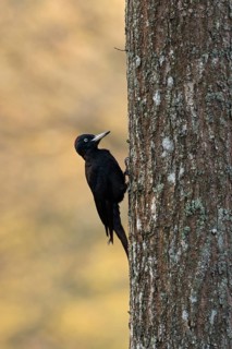 Black Woodpecker (Dryocopus martius) female perched on tree, Sweden