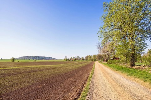 Gravel road by a newly sown field with green plants in the soil and lush green trees a sunny spring