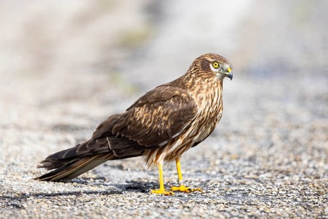 Montagu's harrier (Circus pygargus) wbl Germany