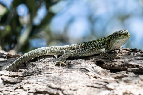 Sicilian wall lizard (Podarcis waglerianus), Sicily, Italy