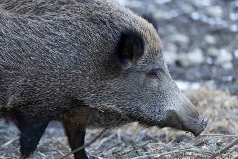 Wild boar (Sus scrofa), Daun Wildlife Park, Vulkaneifel, Rhineland-Palatinate, Germany