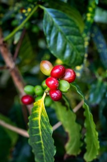 Coffee plant, Arabica coffee, with stone fruits, coffee cherries of different stages of ripeness