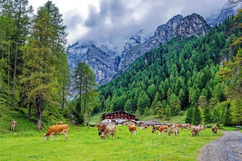 Alpine landscape with cows, Stubai Alps near Telfes and Fulpmes, high mountains of the Alps,
