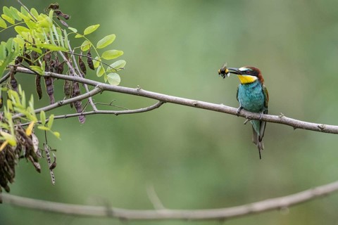 Bee-eater (Merops apiaster), Rhineland-Palatinate, Germany