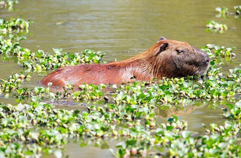 Capybara (Hydrochaeris hydrochaeris) Pantanal Brazil