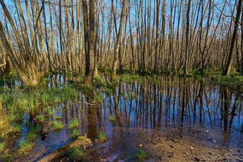 Dense alluvial forest with a swampy area and sparse vegetation, alders, spring, nature reserve Rote