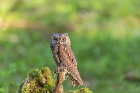 One Eurasian scops owl (Otus scops) sitting on a twig with intense green grass in the background