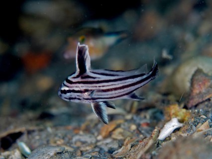 A small striped fish, Spotted Knightfish (Equetus punctatus), above the pebbly seabed, dive site