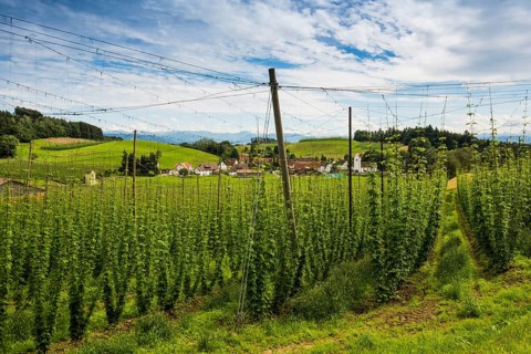 Village and hop gardens, hop growing, hop plantation, Neukirch, near Tettnang, behind the Swiss