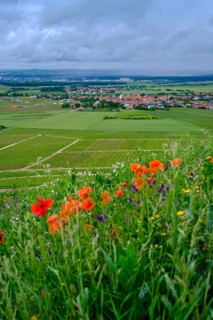 In the vineyards on the Schwanberg near Rödelsee, Steigerwald nature park Park, Lower Franconia,