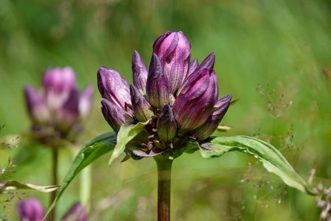 Eastern Alpine gentian (Gentiana pannonica) in bloom in the Chiemgau Alps, Bavaria, Germany