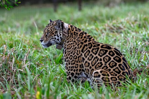 Jaguar (Panthera onca ) with radio collar sitting in the grass, captive, breeding station of the