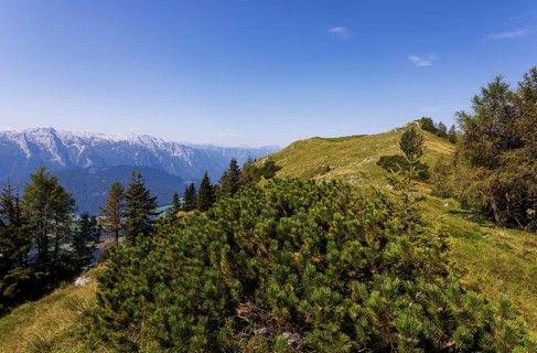 Mountain pine or mountain pine on the summit of the Einberg, Osterhorn group, Salzkammergut,