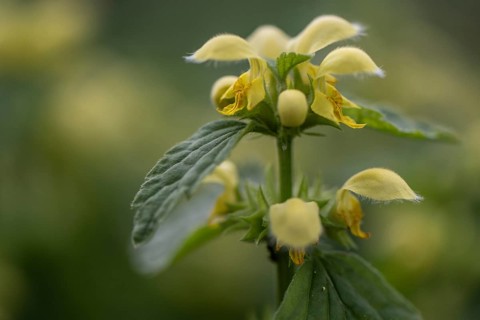Golden Nettle (Lamium galeobdolon), Emsland, Lower Saxony, Germany