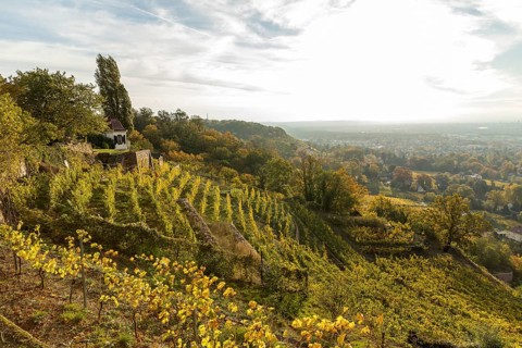 In the autumn-coloured vineyards of the Goldener Wagen steep slope with guardian's house,
