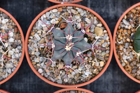 Top view of small 'Ferocactus Emoryi Ionis Rectispinus' cactus in flower pot with stones. Also