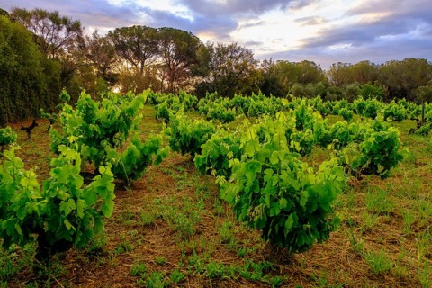 Vineyards, near Cruïlles, Costa Brava, Catalonia, Spain