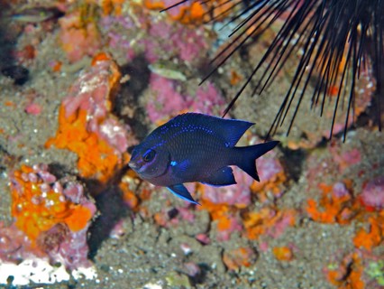 A small blue fish, neon reef perch (Abudefduf luridus), in front of a colourful reef. Dive site El