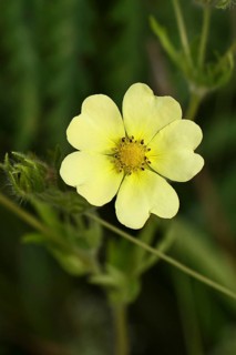 Sulphur cinquefoil (Potentilla recta) with heart-shaped petals, roadside flower, Wilnsdorf, North