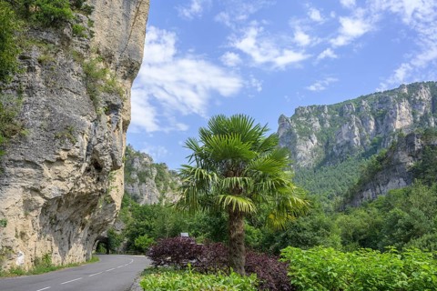 Palm tree on the road through the Tarn Gorge near Massegros Causses Gorges, Le Soulio, Département