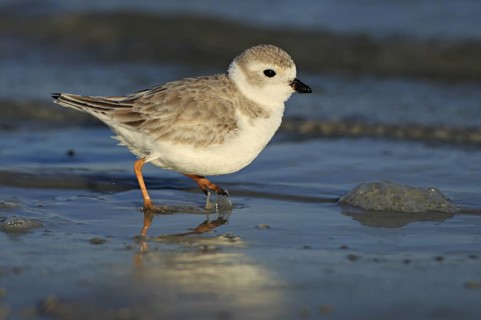 Piping Plover (Charadrius melodus), Florida, USA