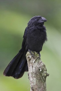 Groove-billed Ani (Crotophaga sulcirostris), Costa Rica