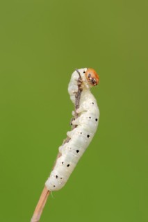 Frosted green (Polyploca ridens), caterpillar, North Rhine-Westphalia, Germany