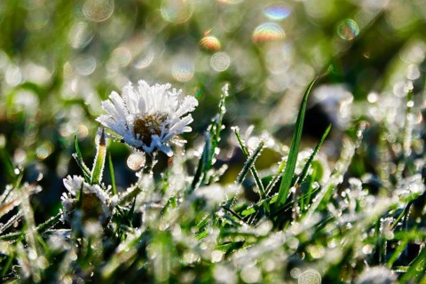 Daisies with hoarfrost and beautiful bokeh in a meadow, winter, Germany