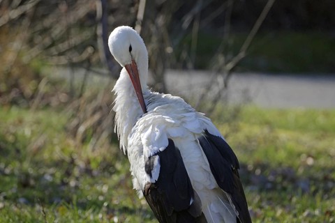 Stork on a spring meadow during plumage care, Wendland, Lower Saxony, Germany