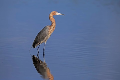 Reddish Egret (Egretta rufescens), adult, in water, foraging, alert, Merritt Island, Black Point
