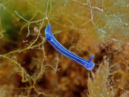 Slender blue nudibranch, magnificent star snail (Felimare tricolor), crawling through the seagrass,