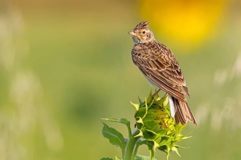 Feldlerche, Eurasian Sky Lark, Skylark, Sky Lark, Eurasian Skylark, Alauda arvensis, Alouette des