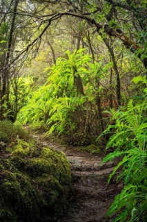 A hiking trail in the cloud forest. Sow thistle (Sonchus hierrensis) at the edge of the path.