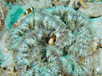Clownfish in glass bead anemone (Heteractis aurora) on sandy seabed, dive site Close Encounters,