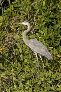 Great Blue Heron Ardea herodias San Blas, Nayarit, Mexico 28 March Immature Ardeidae